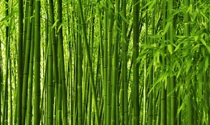 186