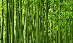 186