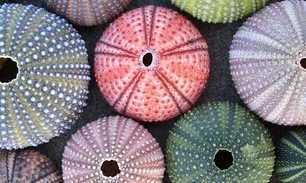 556