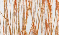 Decoracryl Z-0005 Decoracryl Z-0005